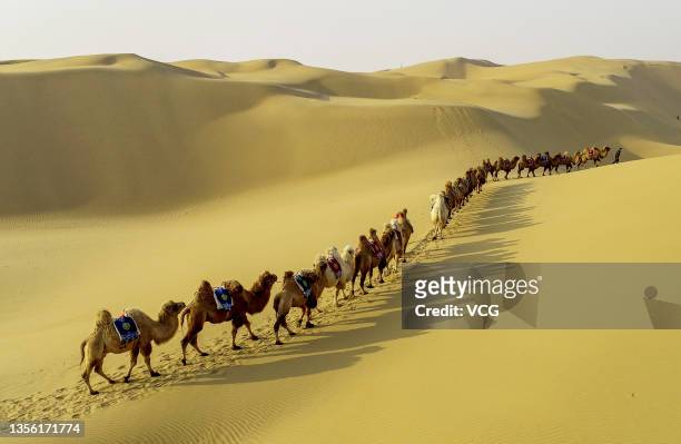 Aerial view of camels walking in a line at Kubuqi Desert on November 29, 2021 in Ordos, Inner Mongolia Autonomous Region of China.