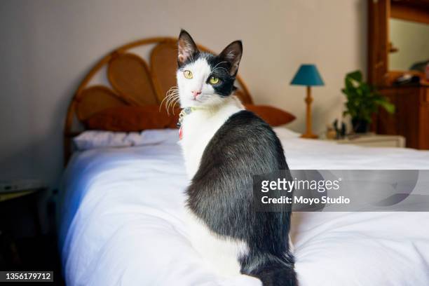 photo d’un chat assis sur un lit dans une chambre vide pendant la journée - cats on the bed photos et images de collection