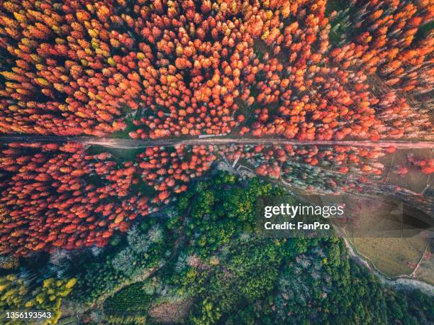 autumn green and red forest - anhui pastoral stock pictures, royalty-free photos & images