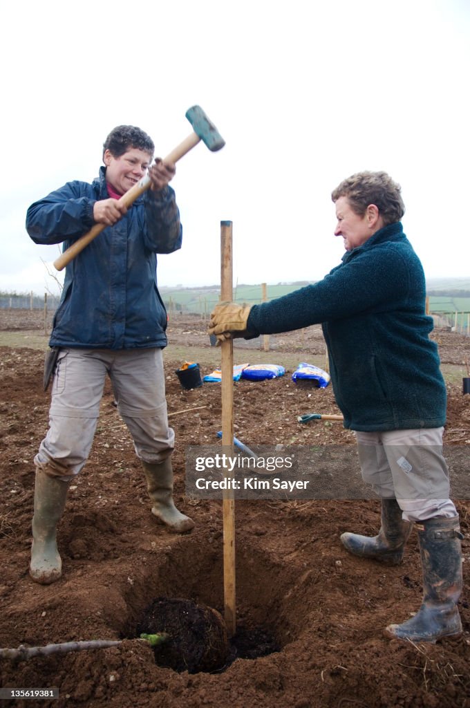Two Women Knocking In Tree Stake at Rural Allotments, UK