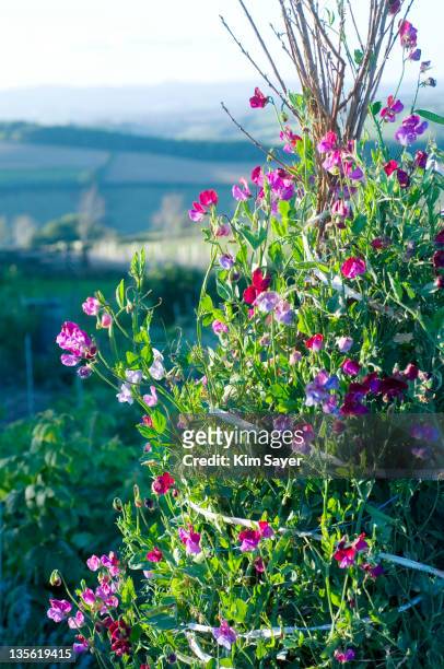 sunlit pink and purple sweetpeas (lathyrus odoratus) growing up wigwam support - sweet peas stock-fotos und bilder