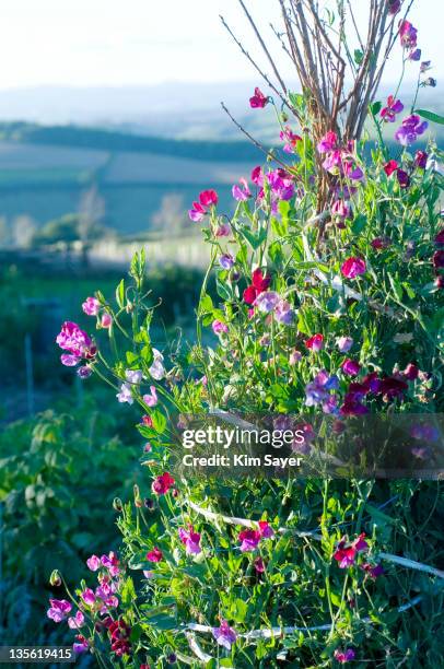 sunlit pink and purple sweetpeas (lathyrus odoratus) growing up wigwam support - sweetpea stock pictures, royalty-free photos & images