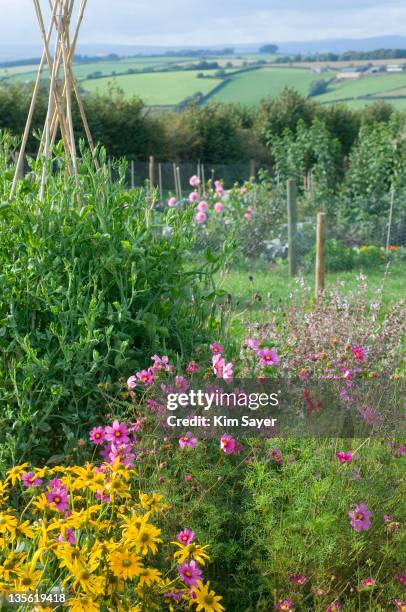 sweetpeas (lathyrus odoratus) growing up bamboo wigwam and pink cosmos (cosmos) growing on allotment with rural landscape behind - sweet peas stock pictures, royalty-free photos & images