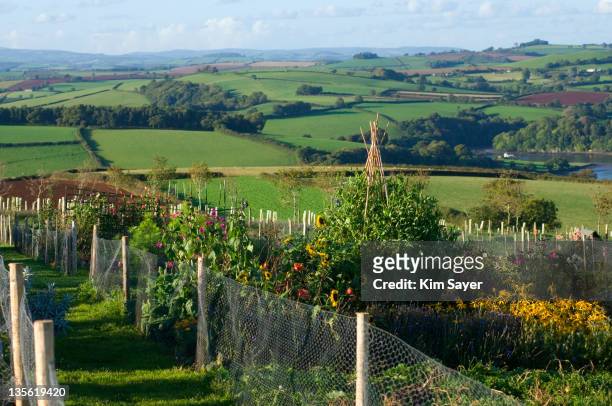 grass pathway through allotments with rural landscape behind - mesh fence stock pictures, royalty-free photos & images