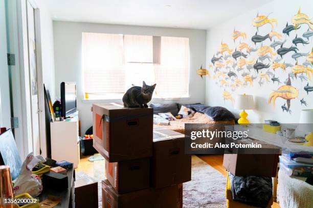 gray cat is sitting on boxes that are packed and prepared for moving, in a living room. - messy living room stock pictures, royalty-free photos & images