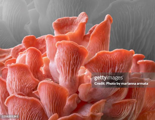 edible pink oyster mushrooms - fungus stock pictures, royalty-free photos & images