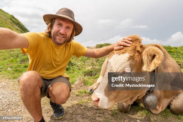 man hiker takes selfie with a cow in the mountains, fun humour concept - animal selfies stockfoto's en -beelden