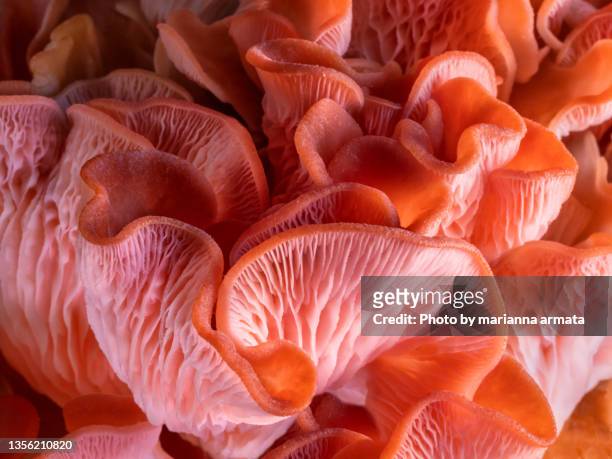 pink oyster mushrooms - macro fotografías e imágenes de stock