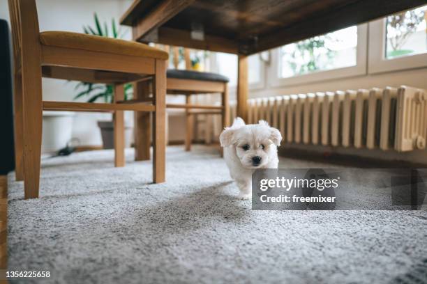 mignon petit bichon frise courant à travers la maison - puppy carpet photos et images de collection
