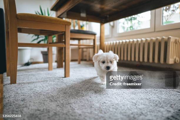 cute little bichon frise running through house - hondje stockfoto's en -beelden