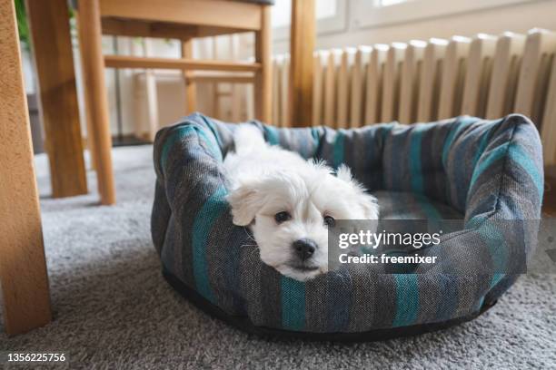 little bichon lying on pet bed in living room - bichon frise stock pictures, royalty-free photos & images