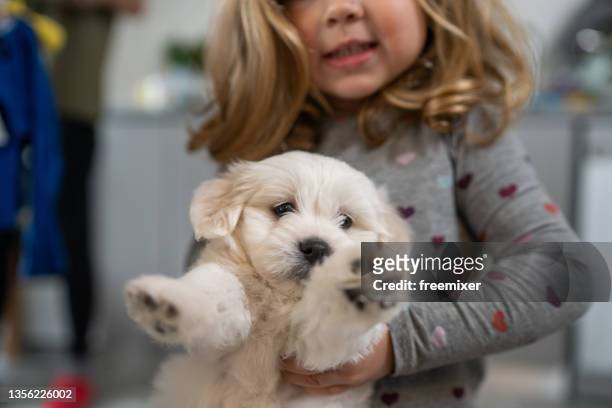 cute girl sitting on floor and playing with her little puppy - bichon frise stock pictures, royalty-free photos & images