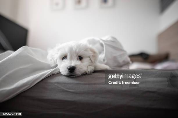 lindo perro acostado en la cama en el dormitorio - bichon frise fotografías e imágenes de stock
