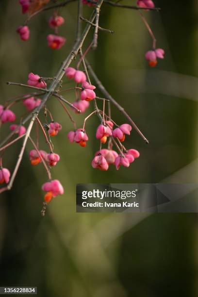euonymus europaeus, the spindle flowers shot against a green background - poisonous flower stock pictures, royalty-free photos & images