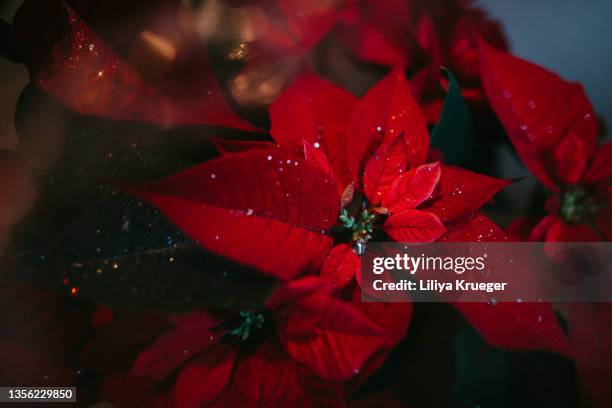 festive poinsettia (euphorbia pulcherrima) background. - bico de papagaio - fotografias e filmes do acervo