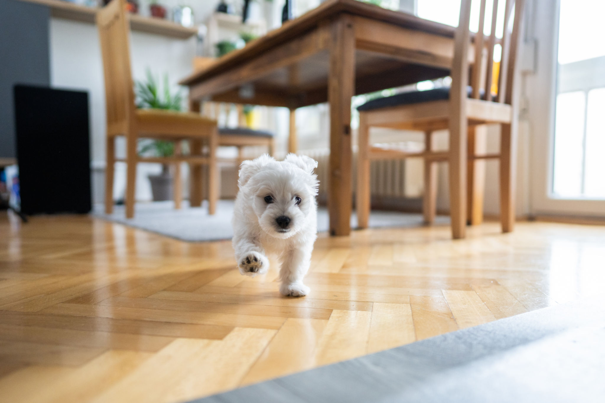 pet friendly apartment