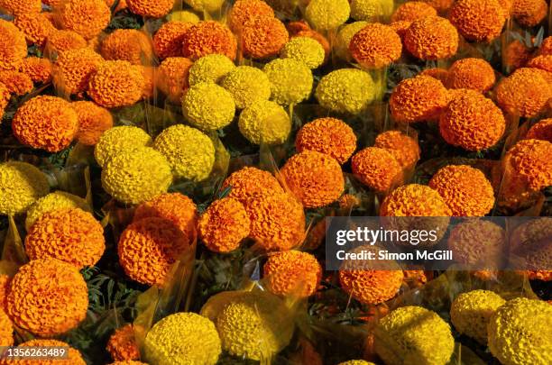 potted marigolds in clear plastic wrappers - mexican flower pattern stockfoto's en -beelden