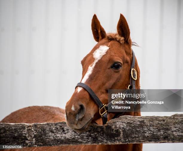 a single brown head of horse - mare stock pictures, royalty-free photos & images