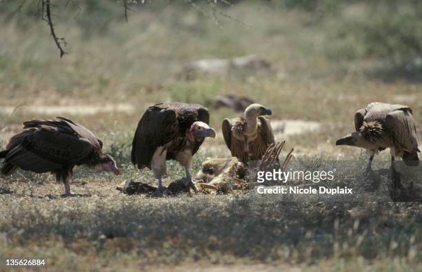 vultures feeding on carcass; kruger national park, south africa - dead animal stock pictures, royalty-free photos & images