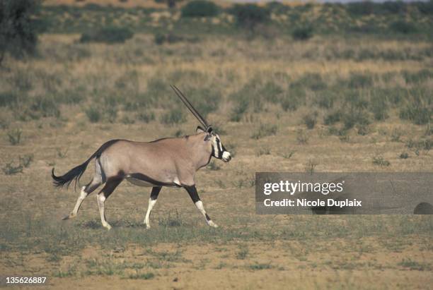 gemsbok, oryx gazella. kalahari gemsbok national park. south africa. - grass grazer stock pictures, royalty-free photos & images
