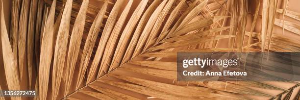 web banner forming background made of dry palm leaves arranged on beige table. aesthetic natural backdrop for your design. photography in flat lay style - tropical tree stock pictures, royalty-free photos & images