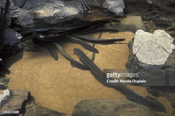 electric eels - saltwater eel 個照片及圖片檔