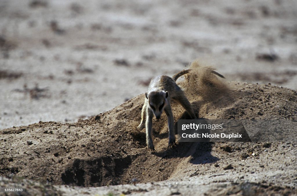 Mongoose Digging Yellow Mongoose Cynictis Penicillata Digging Den In Kalahari Gemsbok ...