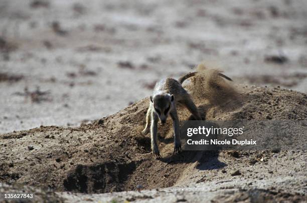 Dig A Den Animals That Dig Holes Photos and Premium High Res Pictures - Getty Images