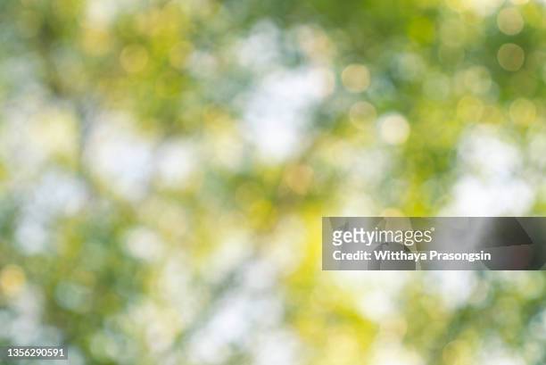 abstract blurred greenery leaves of tree forest at nation public park outdoor - defocused foto e immagini stock
