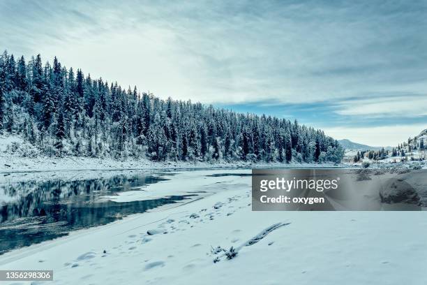 katun' rivers with snow covered fir trees forest, winter season, siberia, altai, russia. tentative travel - siberia imagens e fotografias de stock