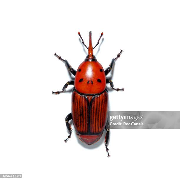 red palm weevil - insect fotografías e imágenes de stock