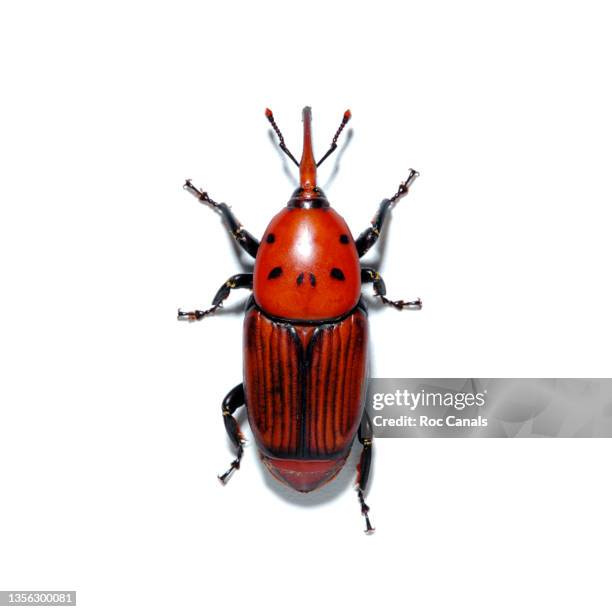 red palm weevil - inseto imagens e fotografias de stock