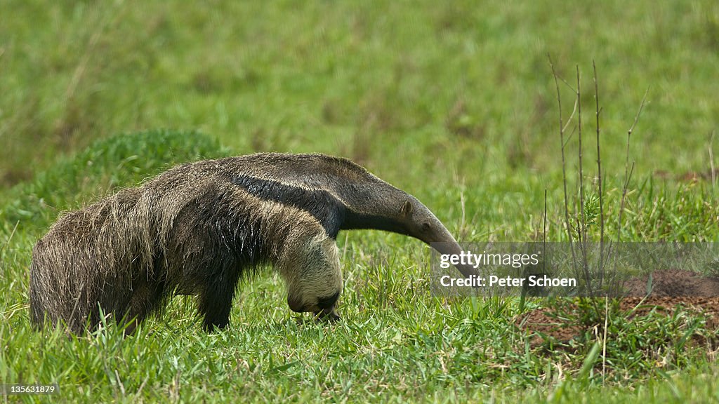 Giant Anteater