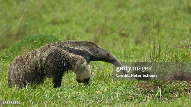 giant anteater - anteater stock pictures, royalty-free photos & images