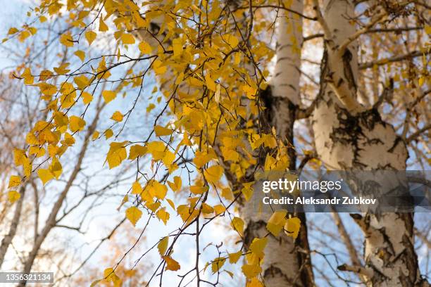 a twig of a tree or birch with yellow autumn leaves against a blue sky. beautiful natural background. - birch tree stock pictures, royalty-free photos & images