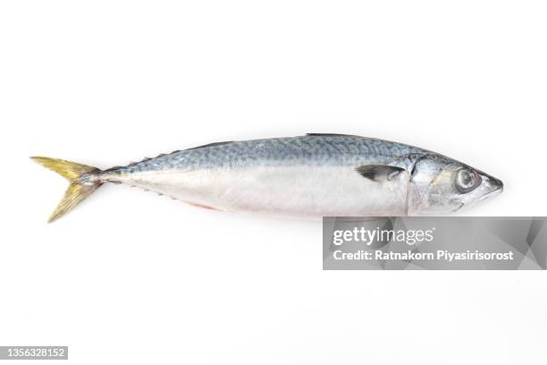 tuna fish isolated on white background, thunnus thynnus fish - makreel stock-fotos und bilder