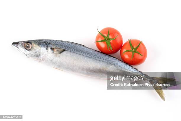 tuna fish with fresh tomato isolated on white background, thunnus thynnus fish - makreel stockfoto's en -beelden