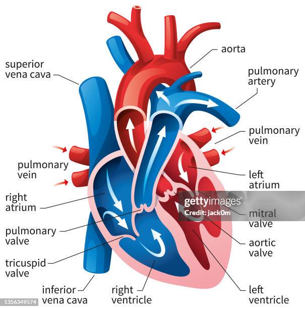 diagramm des menschlichen herzens - heart valve stock-grafiken, -clipart, -cartoons und -symbole