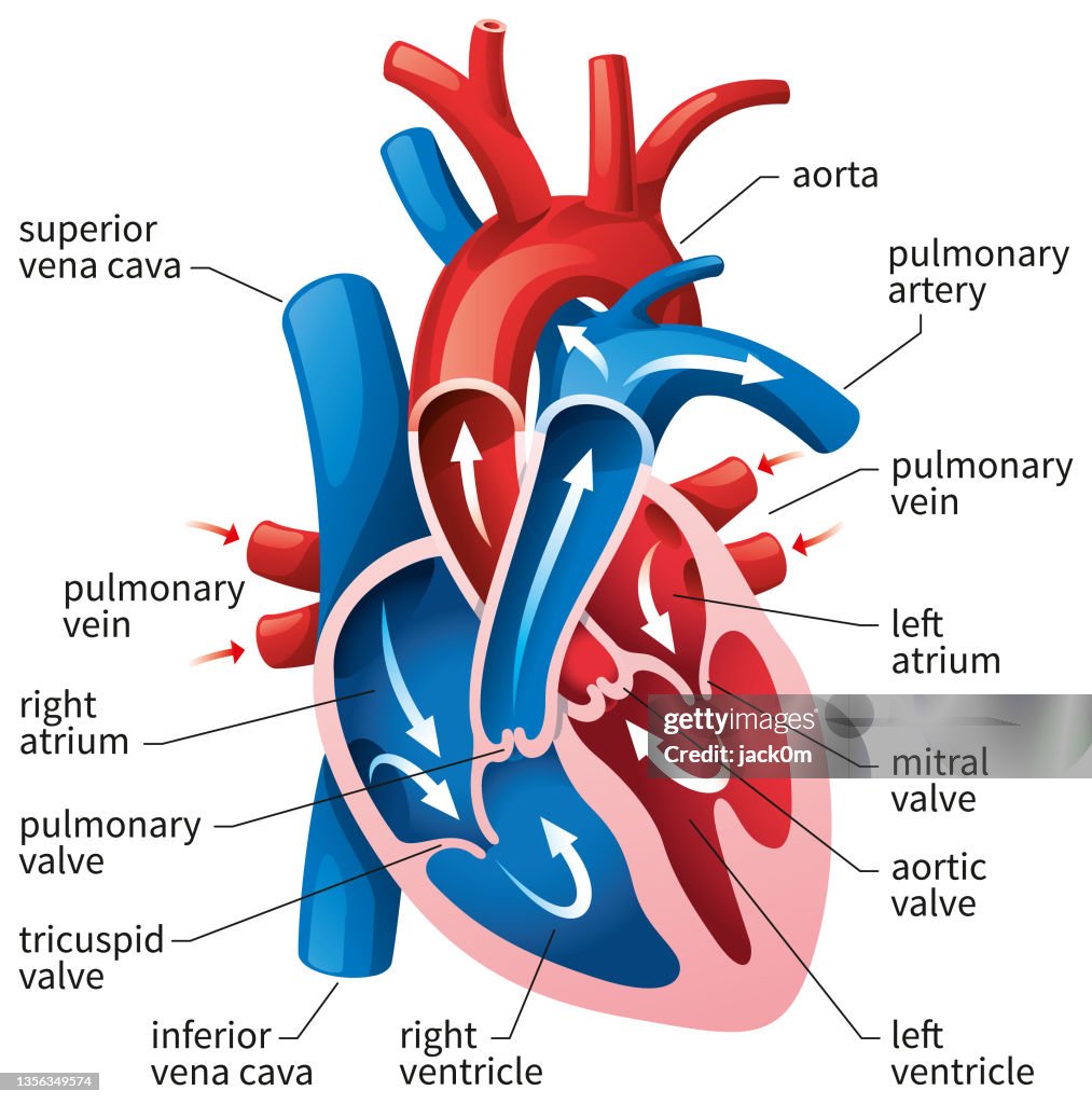 Human Heart Diagram