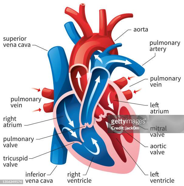 bildbanksillustrationer, clip art samt tecknat material och ikoner med human heart diagram - human heart