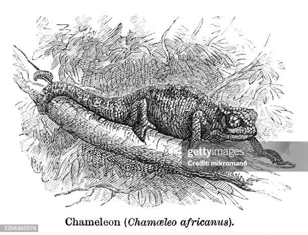 old engraved illustration of the african chameleon or sahel chameleon (chamaeleo africanus) - chameleon white background stock pictures, royalty-free photos & images