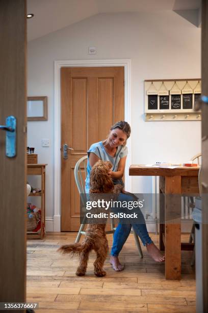 home is where the heart is - excited dog stockfoto's en -beelden