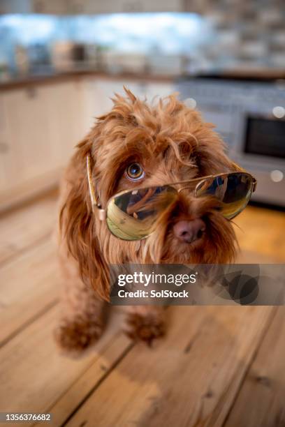 well-dressed dog - cockapoo stock pictures, royalty-free photos & images