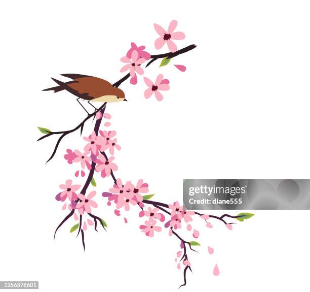 handgezeichneter kirschblütenzweig mit niedlichen vögeln auf transparentem sockel - cherry blossom stock-grafiken, -clipart, -cartoons und -symbole