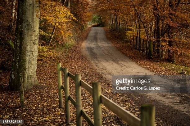 empty road amongst brown autumn coloured trees and fallen leaves in a woodland in perthshire, scottish highlands, united kingdom, with a wooden fence on the foreground - perth scotland stockfoto's en -beelden