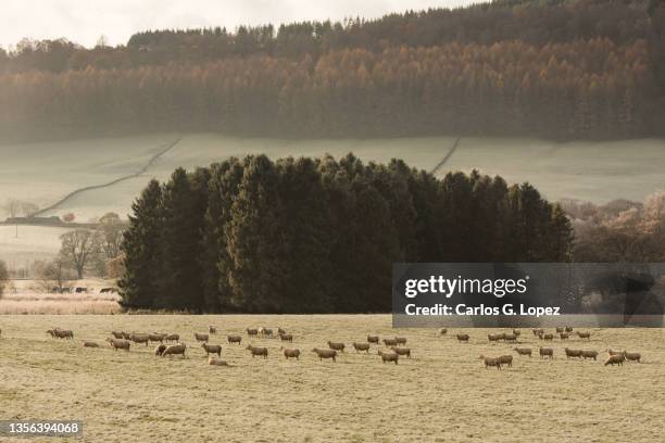 a frosty meadow with a flock of sheep feeding on the grass and a group of trees on the distance in a misty morning in perthshire, scottish highlands, united kingdom - perth scotland fotografías e imágenes de stock