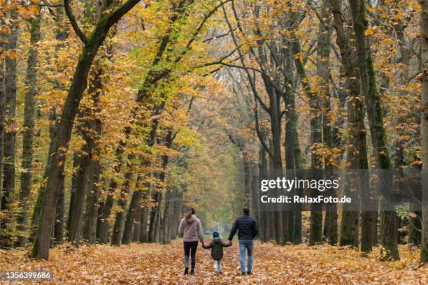 rear view on young family walking on avenue in autumn colors - family netherlands stock pictures, royalty-free photos & images