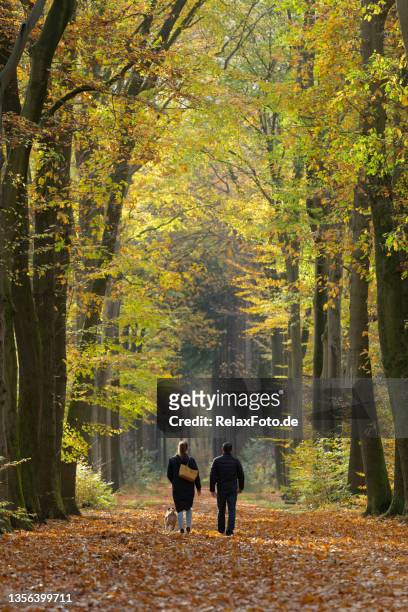 mature couple walking on avenue in autumn colors - gelderland stock pictures, royalty-free photos & images