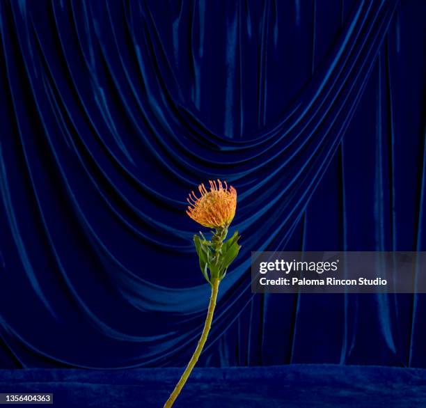 orange leucospermum flower shot over a blue velvet background - blue velvet ストックフォトと画像