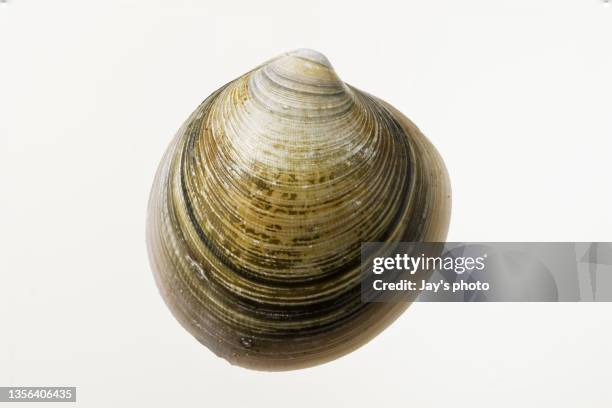 Hardened Shell Fish 1,532 Hard Shell Stock Photos, High-Res Pictures, and Images - Getty Images